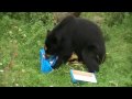 spectacled bear - adaptations - Article Index spectacled bear - adaptations - Article Index