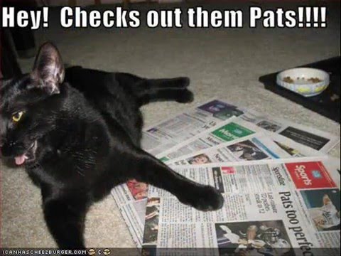 Funny LOL Cats! You might pee your pants.