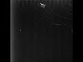 Electrically Charged Insects Falling in to Spider's Web