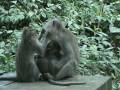 Monkey Forest Bali