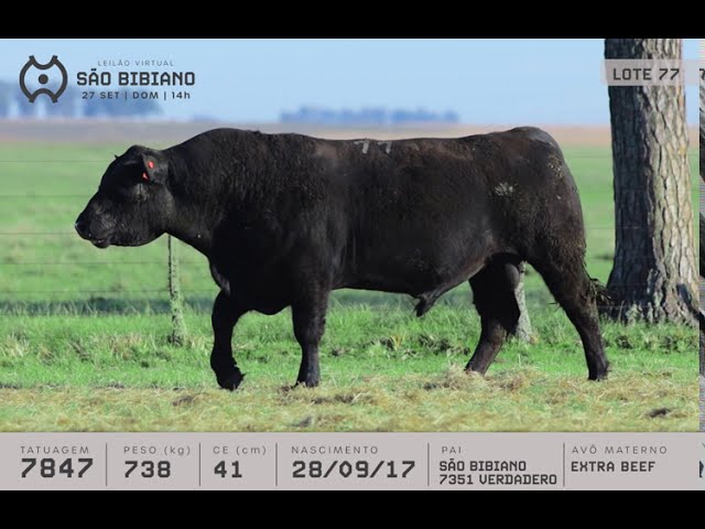 TOUROS ANGUS - LEILÃO VIRTUAL SÃO BIBIANO 2020