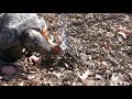 wilderness survival