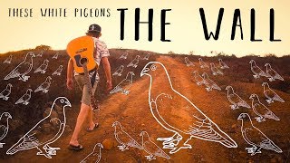 These White Pigeons - The Wall ( Music )