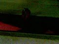 Bokep Bocah Kepo images Bokep Bocah Kepo