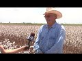 Cotton Race to beat the Rain