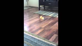 Dog Slip. Oops