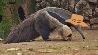 Giant Anteater