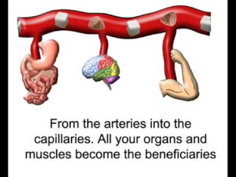 Circulatory System - YouTube