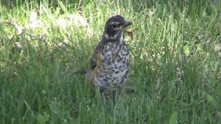 American Robin Muscicapidae Turdus Migratorius Juvenile