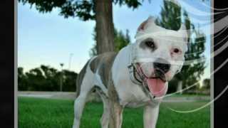 Amstaff. American Staffordshire Terrier. Gina