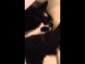 Nursing Purring Kittens