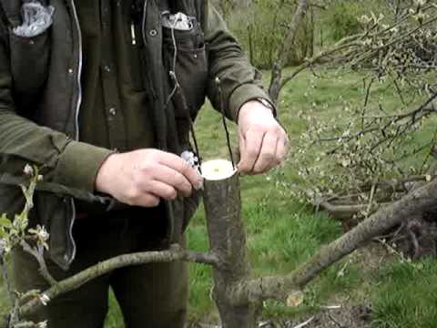 Black Pine Bonsai on The Rind Graft Is A Useful Technique For Grafting Over A Sound But