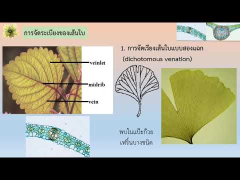 โครงสร้างของใบ