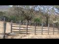 I sale this Farm in Santa Cruz, Guanacasate, Costa Rica.