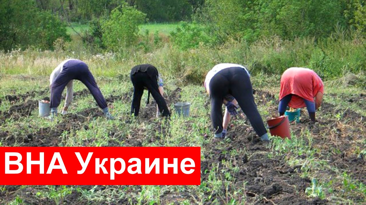 Смешное видео про огород