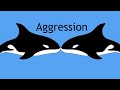 Animal Communication