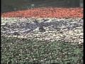 50,000 proud Chennai residents create Guinness world record of largest human national flag