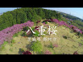 【絶景茨城】八重桜［4K］茨城県那珂市｜VISIT IBARAKI, JAPAN