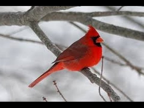 northern cardinal sound on birdclock northern cardinal sound on birdclock