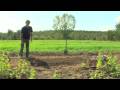 Vegetable & Fruit Gardening : How to Grow Broccoli Vegetable & Fruit Gardening : How to Grow Broccoli