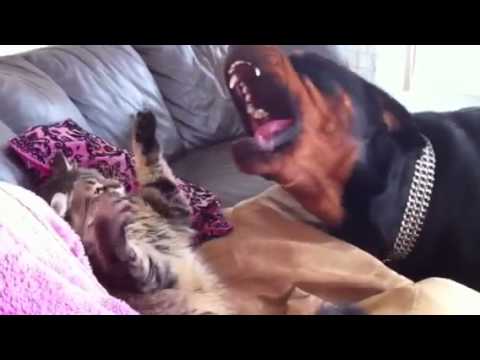 rottweiler and cats rottweiler cat fight rottweiler and cats rottweiler cat fight