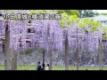 神奈川の藤の名所　～小田原城、横須賀