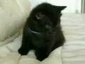 Vídeos Engraçados (gatos)