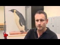 Raw Video: Penguin Stranded on New Zealand Beach