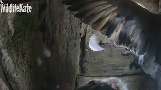 WARNING! Graphic content: March 15 Stock Dove killed by tawny _Interior SHORT