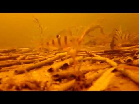 Летняя мормышка на карася Летняя мормышка на карася