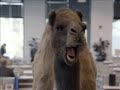 Hump Day Is Here images Hump Day Is Here