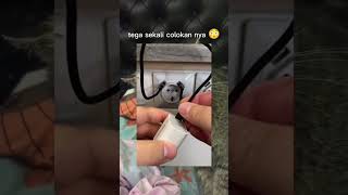 Saling Colok Colokannya