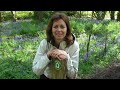 A walk in a Bluebell Wood - Prior's Wood, Bristol