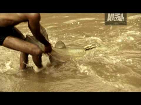 River Monsters - Man-Sized Killer Catfish