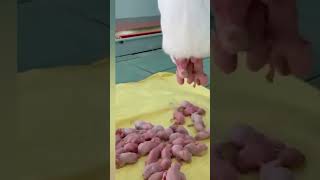 This Rabbit Gives Birth For 40 Pieces Of Baby Rabbit.