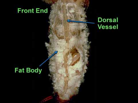 Cockroach dissection - Circulatory system - YouTube
