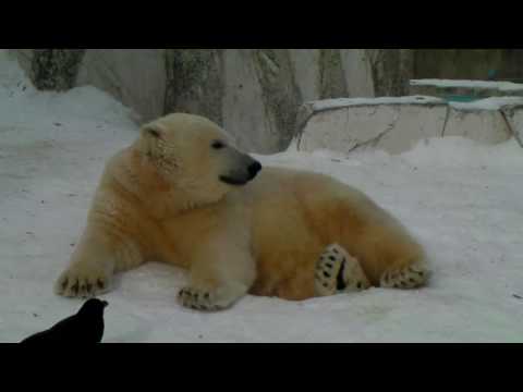 Polar Bear 20100122 眠たいな～イコロとキロル（円山動物園）