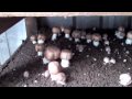 mushroom