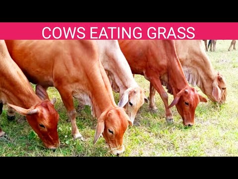 COWS EATING GRASS | SOUNDS OF COW EATING GRASS | COWS EATING GRASS ASMR | COWS EATING FOOD COWS EATING GRASS | SOUNDS OF COW EATING GRASS | COWS EATING GRASS ASMR | COWS EATING FOOD