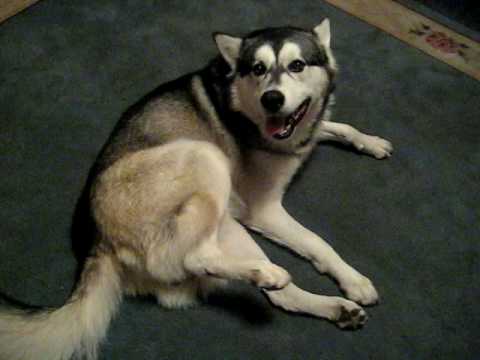 Hoobly Wolf Hybrid Husky Puppies For Sale In Indiana Siberian Hoobly Wolf Hybrid Husky Puppies For Sale In Indiana Siberian