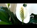 Peace Lily - My Indoor House Plant Spathiphyllum