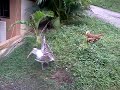 Pavo trepandosele a una gallina... Enfermo sexual!