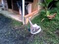 Pavo trepandosele a una gallina... Enfermo sexual!
