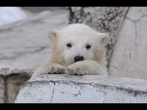 ホッキョクグマの赤ちゃん かけっこ~Polar Bears Baby Run! Jump! Slip!
