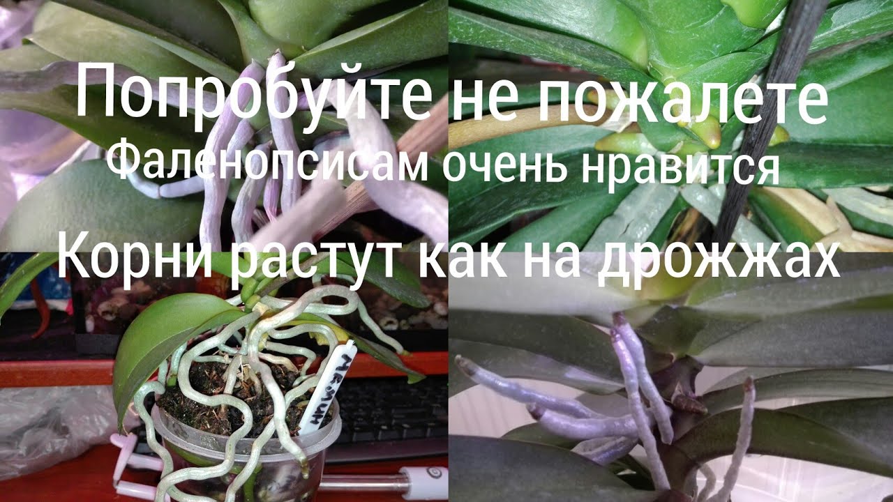 Посадка орхидей в закрытую систему видео Посадка орхидей в закрытую систему видео