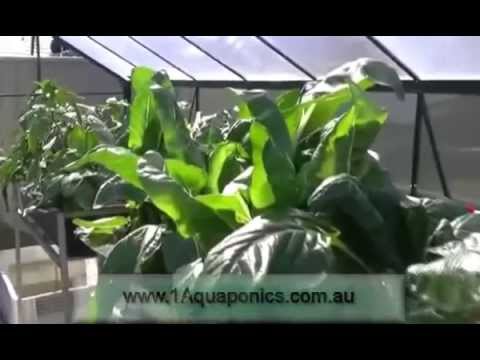 1aquaponics - Commercial Aquaponics Course - YouTube