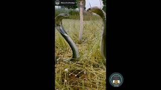 Suddenly Three King Cobras Came Face To Face In The Forest. Wildlifes Short