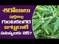 Gunta gara gara aaku for hair in telugu | gunta galagaraku | gunta gara gara aku | Eclipta alba