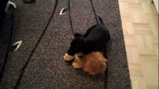 Lila, Patterdale Terrier