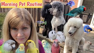 Morning Routine With My Pets Feeding My Pets Breakfast